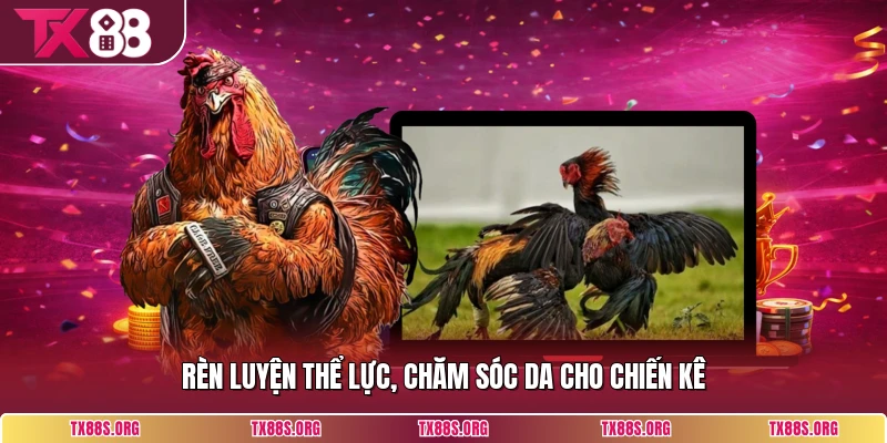 Rèn luyện thể lực, chăm sóc da cho chiến kê